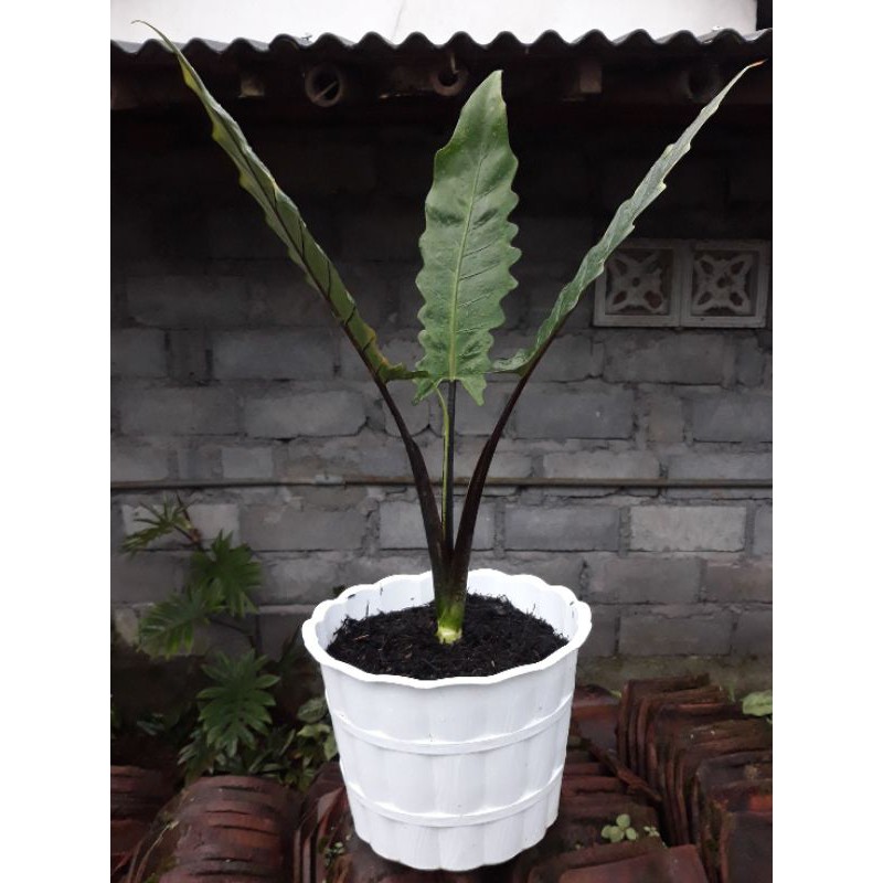 Alokasia Keris Papua JUMBO / Alocasia Lauterbachiana/black sivit (Real Pict)