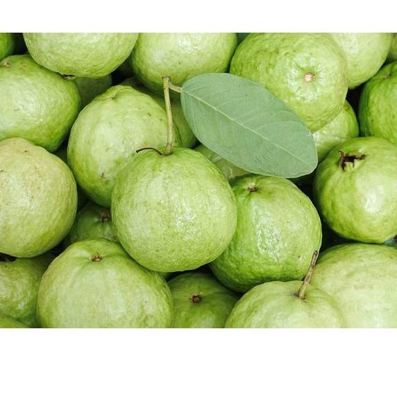 

Shopee 3.15 JAMBU KRISTAL SEGAR PETIK KEBUN 1KG [COD] #Terbagus