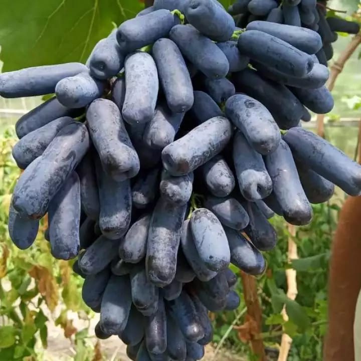 Bibit Anggur  Import Moondrop Original 100%