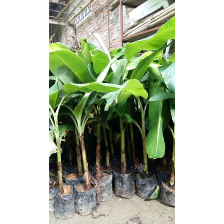 Shopritz Bibit Pisang Kepok Super Jumbo
