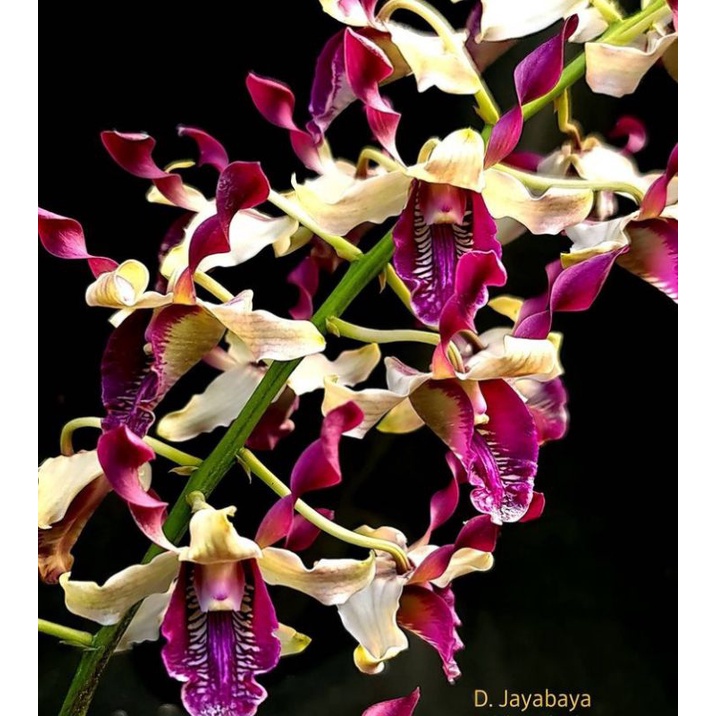 anggrek dendrobium jayabaya