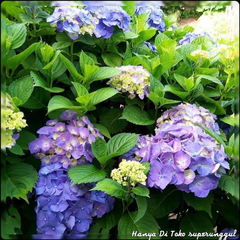 Tanaman Hias Bunga  Pancawarna Satu Pohon Bisa Tersedia 5 warna