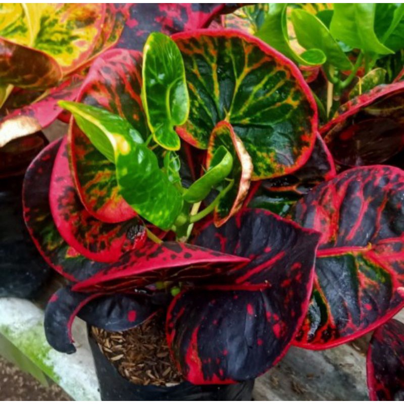 ( BISA COD) TERMURAH Tanaman Hias Puring Apel merah SRG - Puring Apel super - Apel Merah