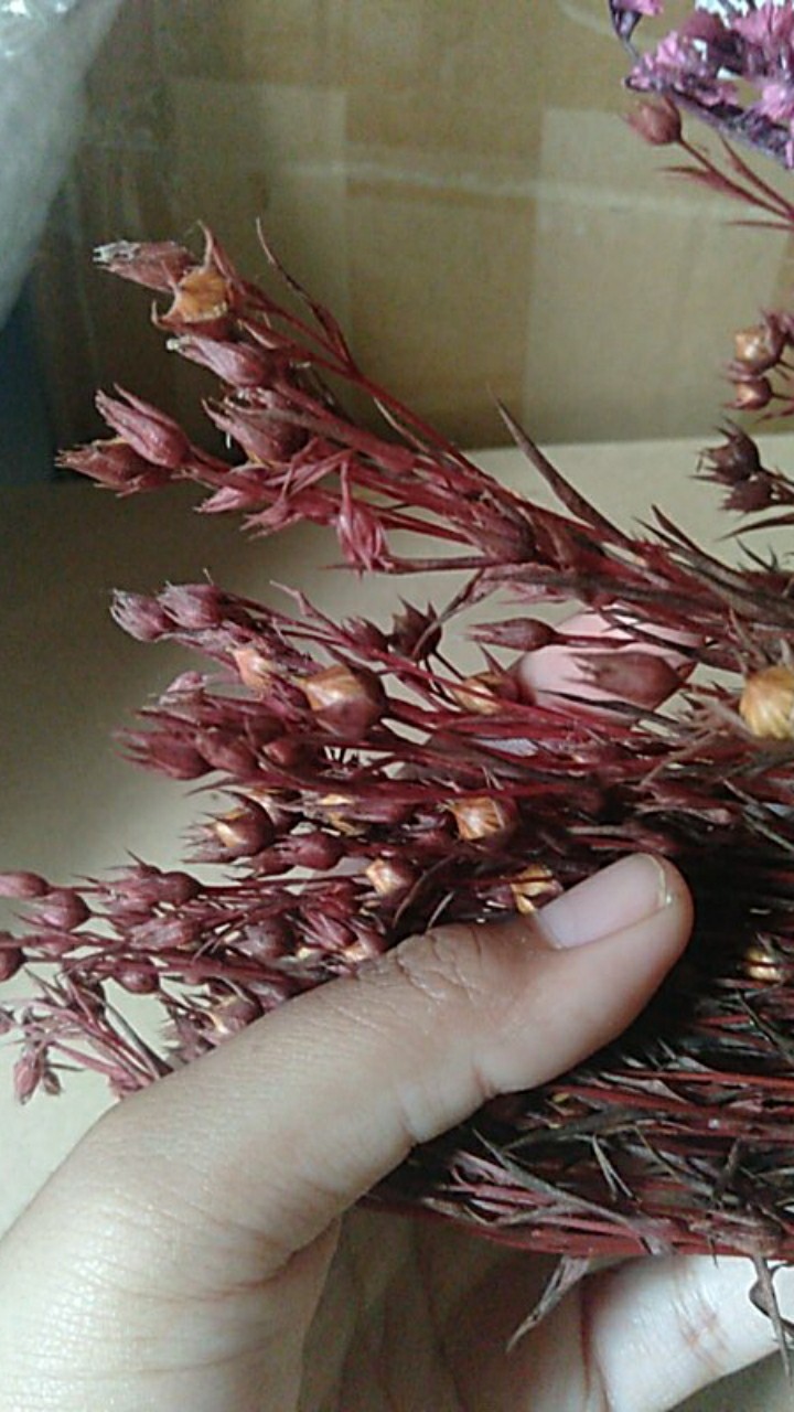 Dried Lino Bunga Kering Asli Natural Buket Bouquet Jequirity Rustic Coriander Driedflower Dekorasi