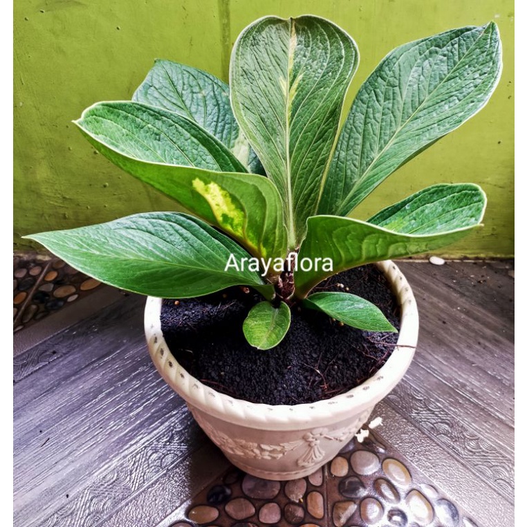 Anthurium jemani mangkok tornado varigata