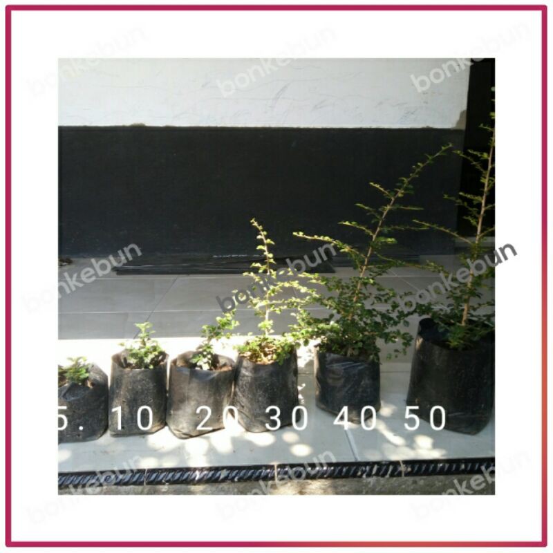 bahan bonsai hokiantea mikro tinggi 40 cm