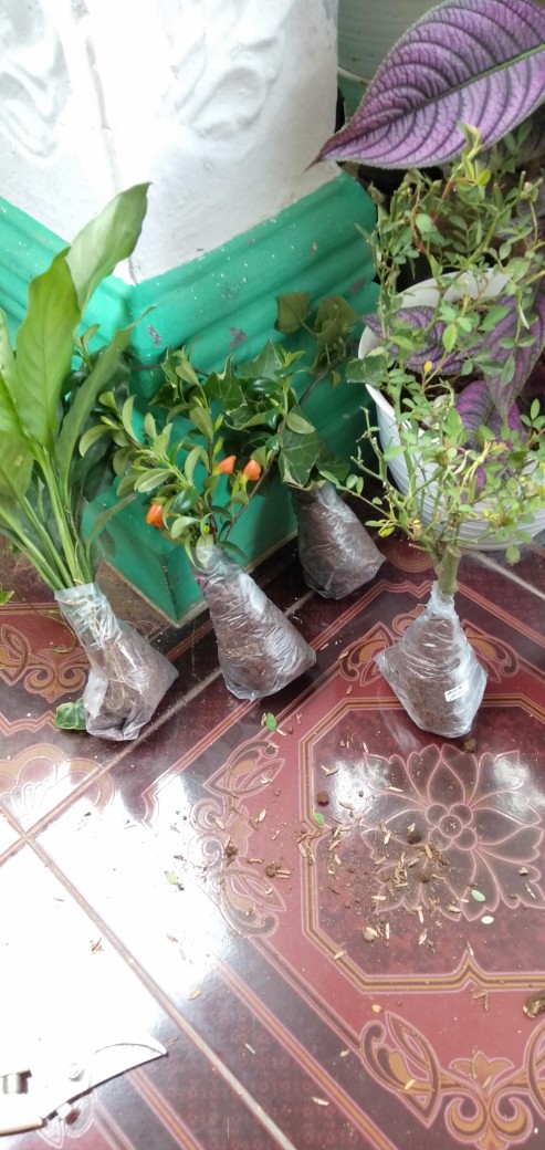 Bunga Gantung Lipstik Oranye