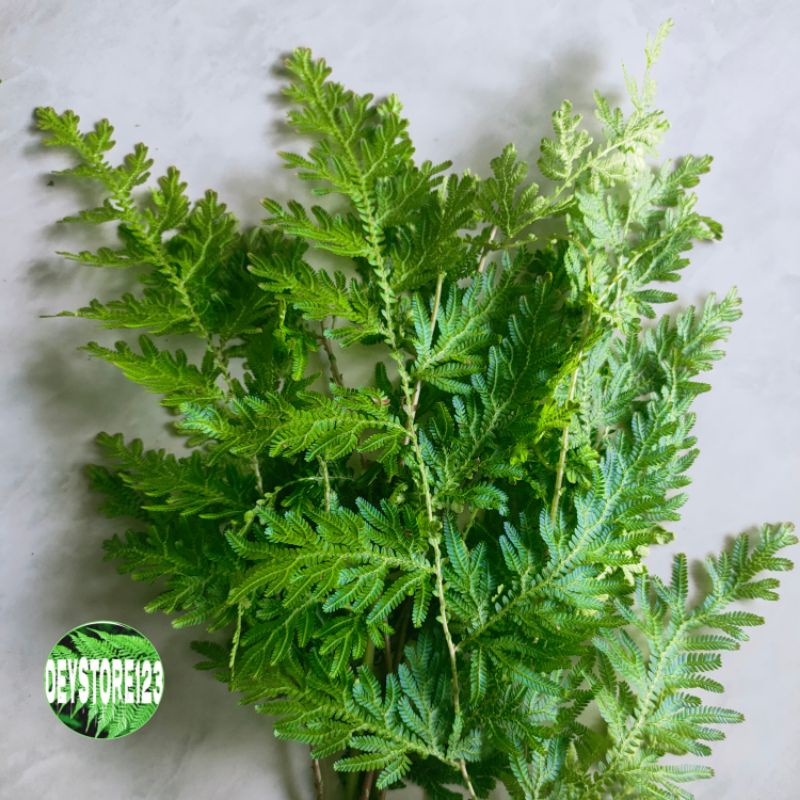 

jual daun cakar ayam segar 500 grm
