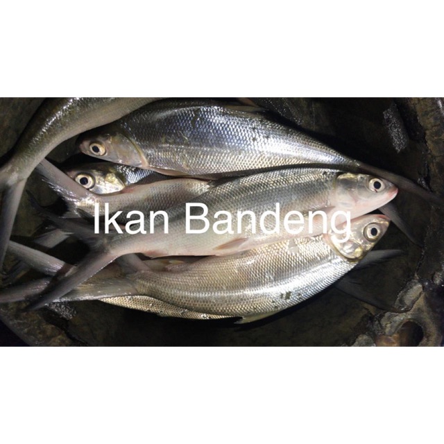 

Ikan Bandeng