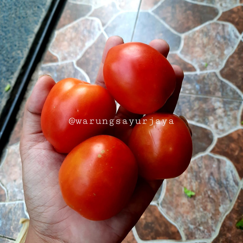 

Tomat Merah Murah 500 gram