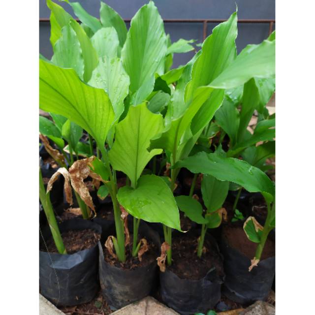 Tanaman Kunyit Bibit Kunyit Daun Kunyit