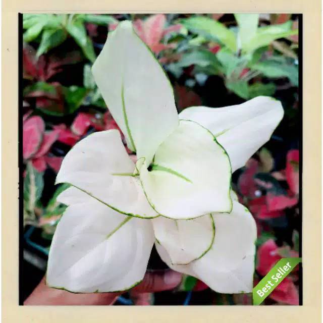 Tanaman hias agloenema - aglonema - agloenema super white benih