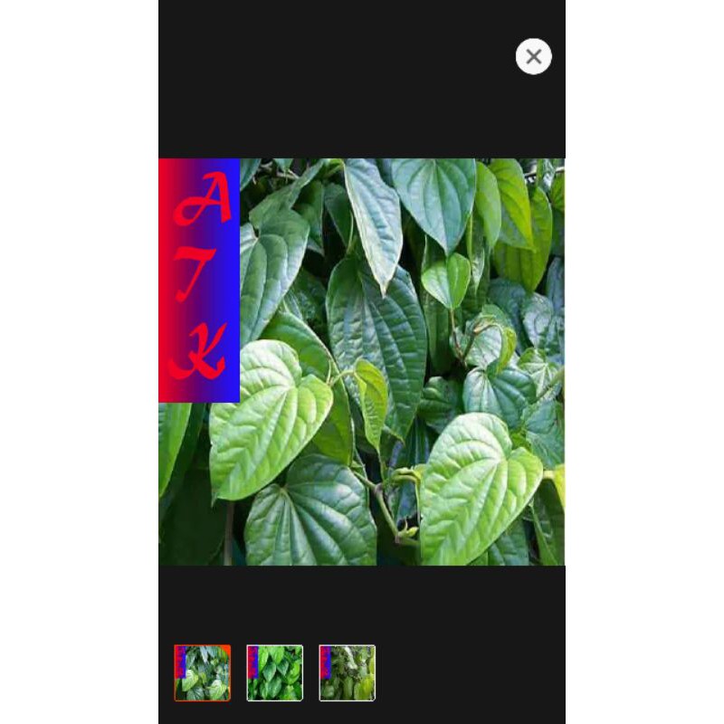 

daun sirih