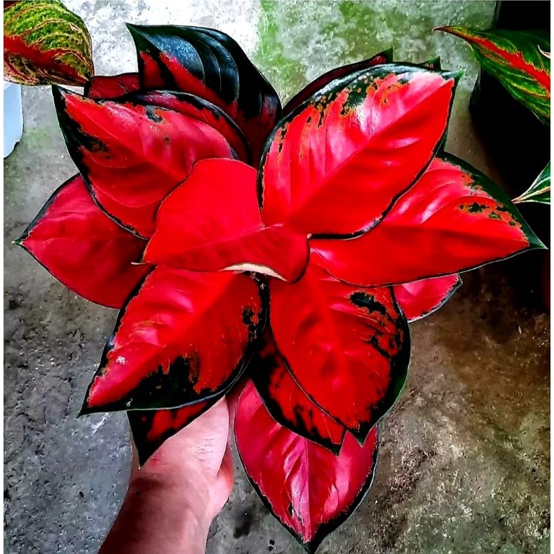 Aglonema Suksom Jaipong | Bunga Hias Aglonema Suksom Jaipong Culture | Bunga Hidup Anakan Suksom Akar Gondrong