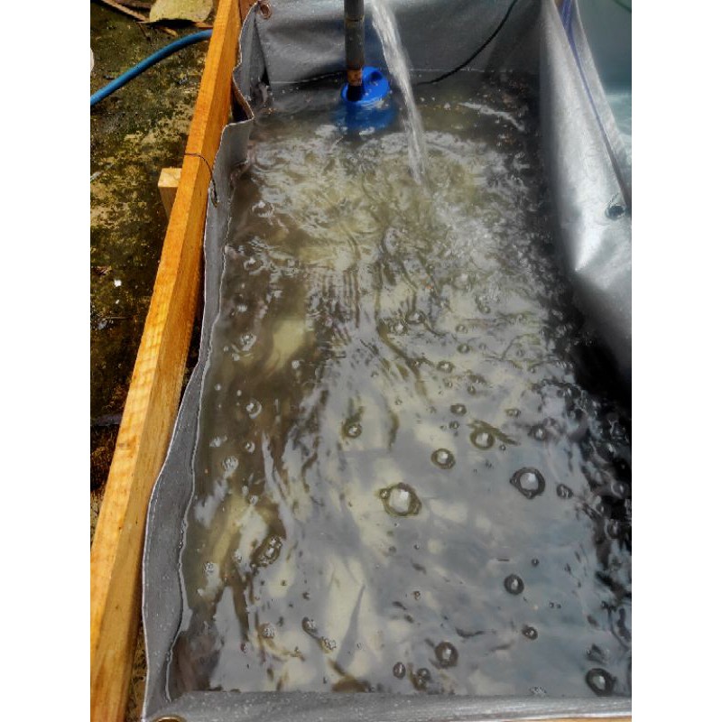 [ TERLARIS ] BIBIT IKAN LELE MURAH Berbagai Macam Ukuran