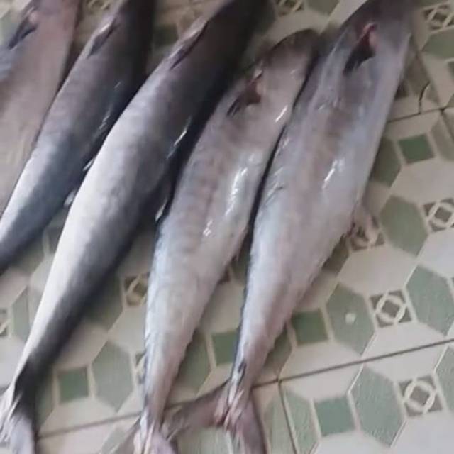 Ikan tenggiri fresh