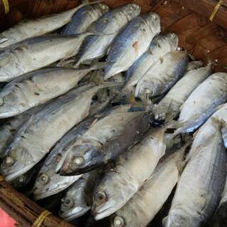 Ikan Gembung Rebus Medan Ikan Kembung Rebus Shopee Indonesia