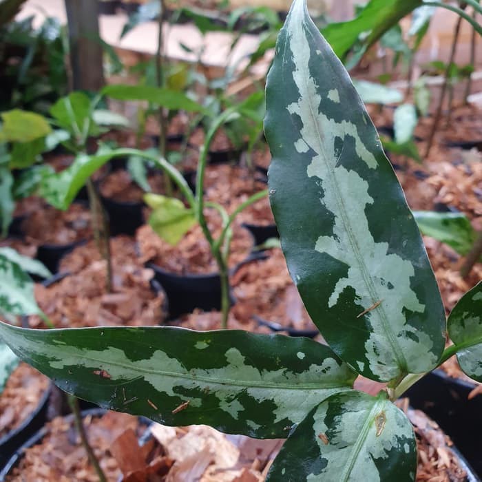 Jual tanaman hias aglonema pictum aceh _
