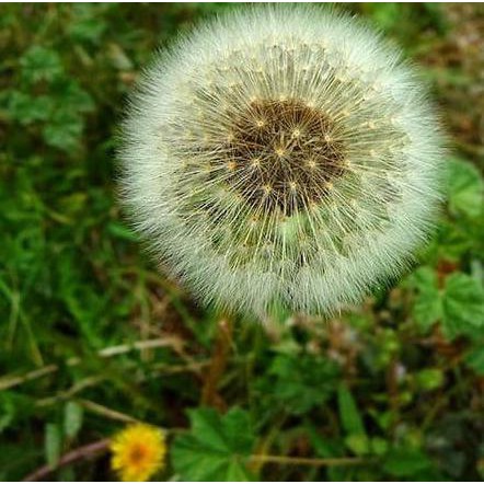 Bibit Tanaman Gempur Batu - Pohon Daun Gempur Batu Obat Ginjal Herbal