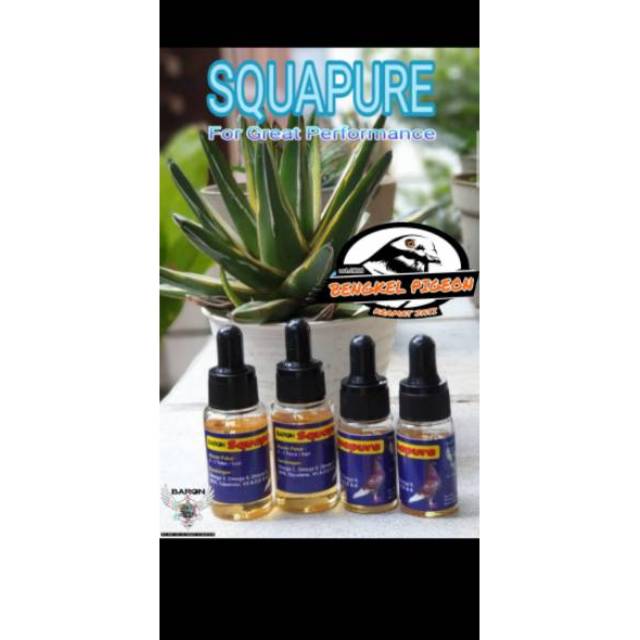jamu vitamin minyak ikan hiu burung merpati dara lomba balap kolongan tomprang pos squapure Baron