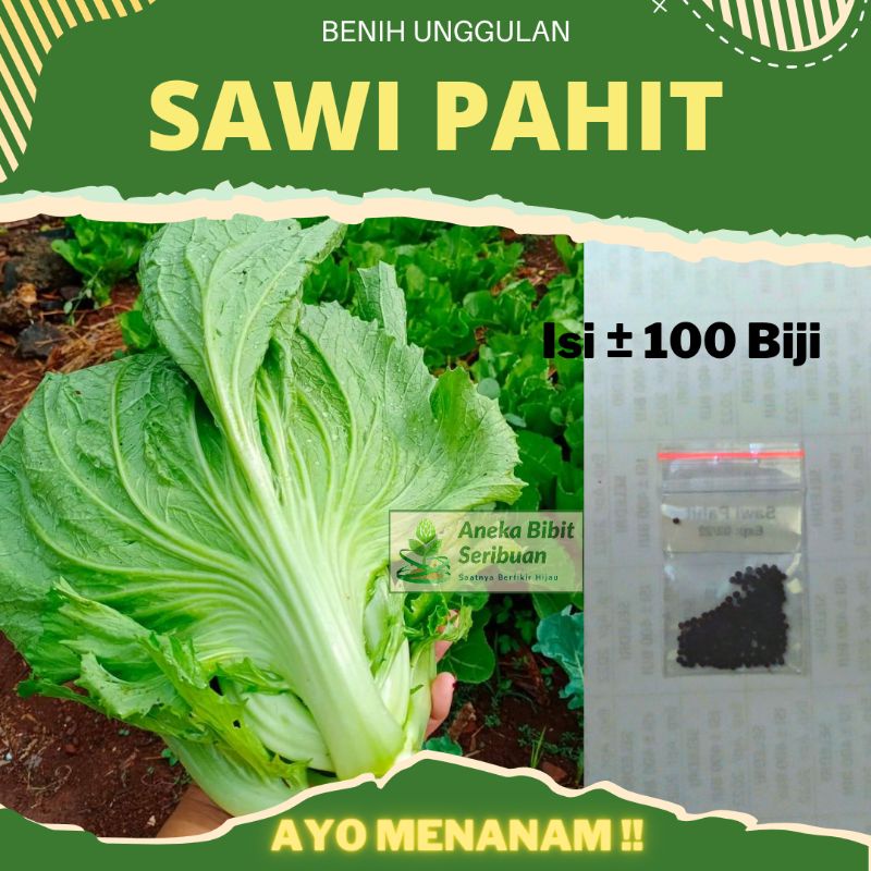 100 benih sawi pahit , bibit sawi pahit Majapahit