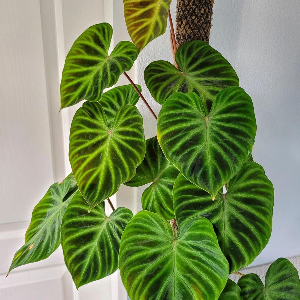 Tanaman bibit Philodendron Verrucosum