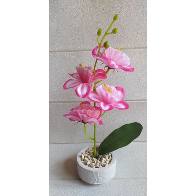 Bunga Hias Anggrek || Bunga Hias Meja || Anggrek Hias