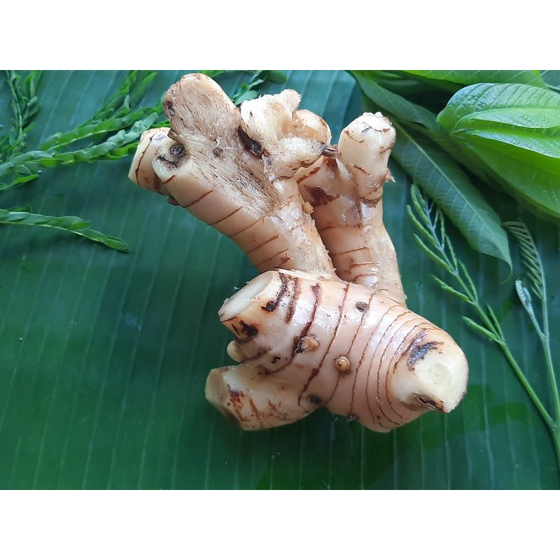 

lengkuas/laos500gr