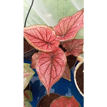 caladium h22 thai hybrid