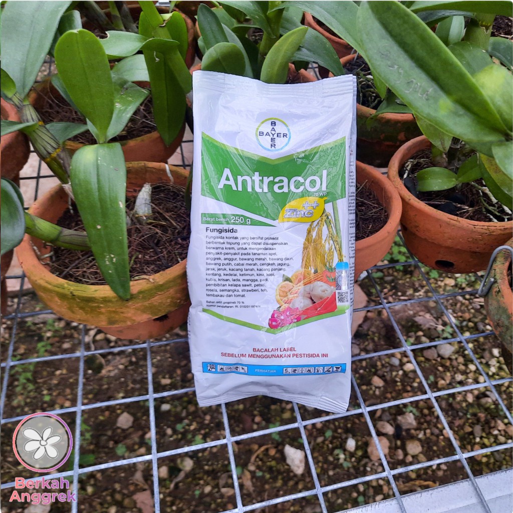 Antracol 250 Gram Fungisida Tanaman Anggrek