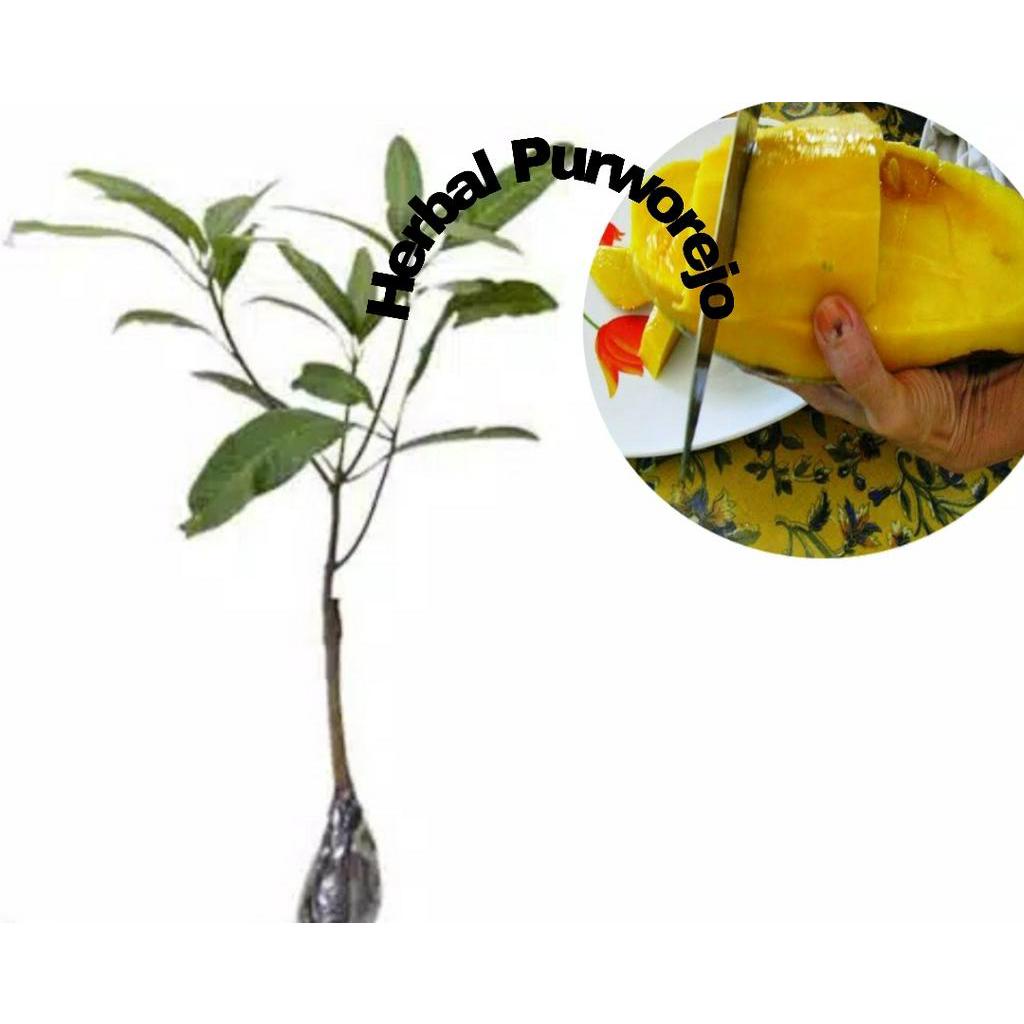 Bibit Tanaman Buah Mangga Mahatir 1 Meter up