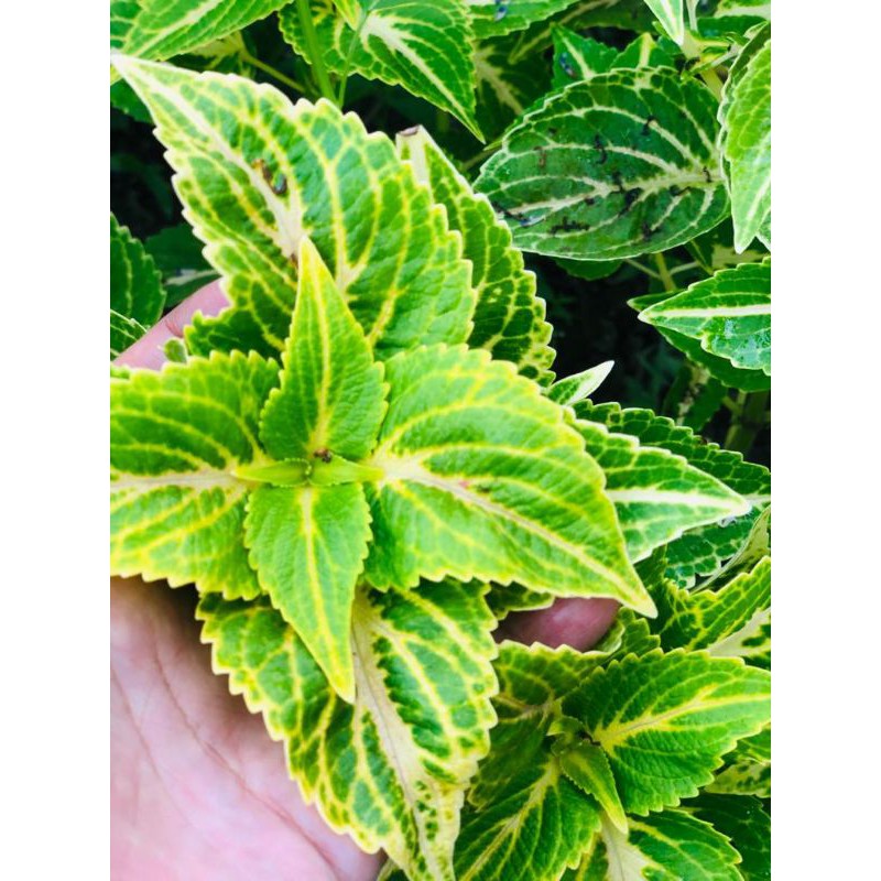 

Miana_premium/miana_langka/jawerkotok/coleus