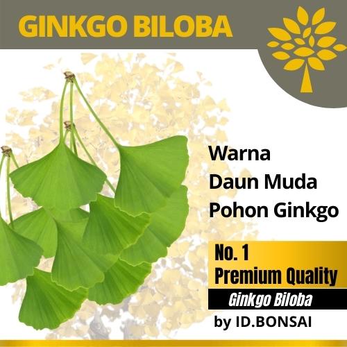 Biji Bonsai Ginkgo Biloba | Benih Bahan Ginggo PREMIUM-5