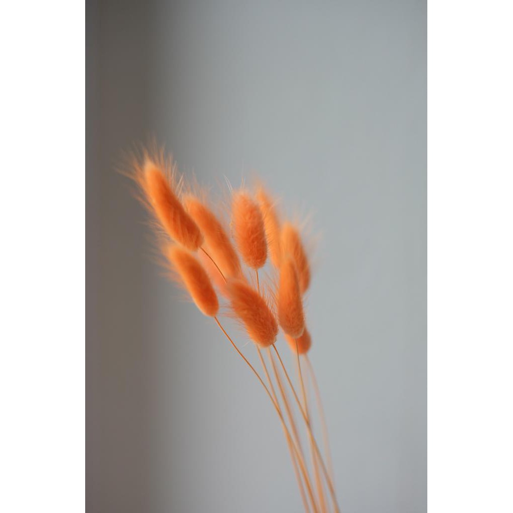 Lagurus / Bunny Tail Orange