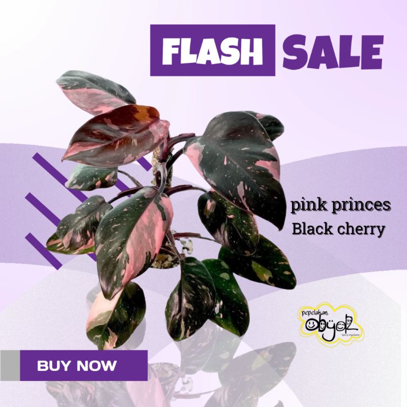 EKONOMIS PHILODENDRON PINK PRINCES BLACK CHERRY
