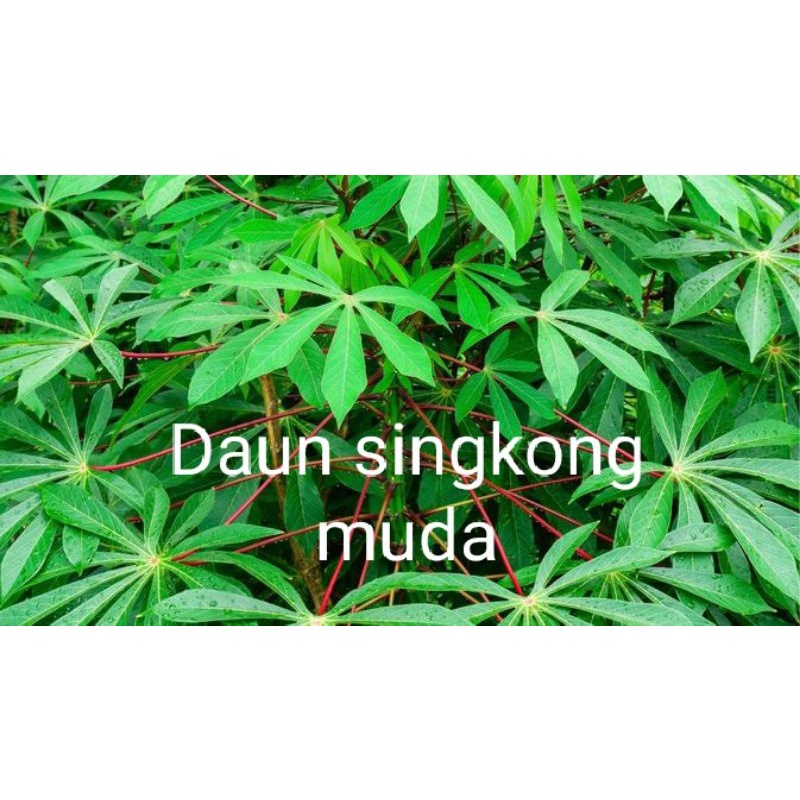 

Daun singkong unggulan dan segar