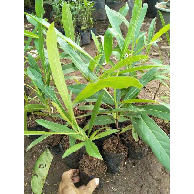 Tabebuya kuning tinggi 20cm