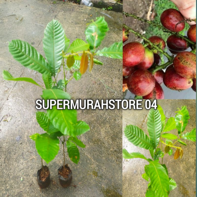 bibit buah matoa siap berbuah