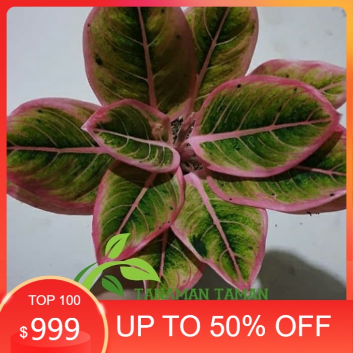 tanaman hias aglonema -aglonema lotus dellight -aglonema lotus