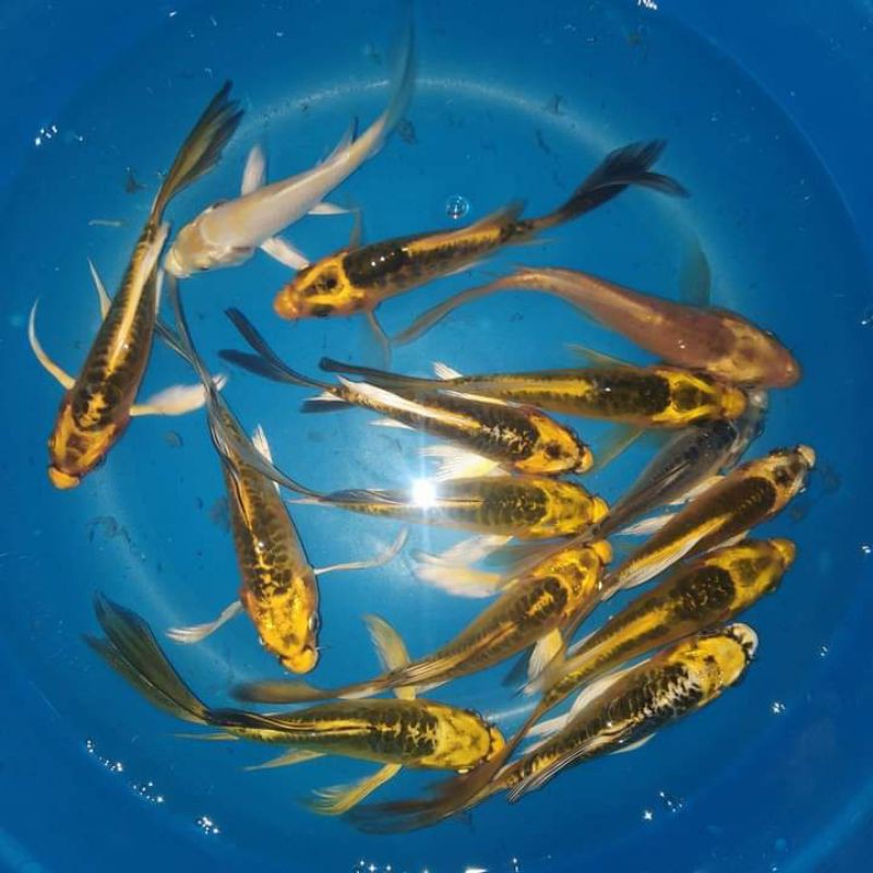 Ikan Hias Koi Metalik,Banana Slayer Kumpay