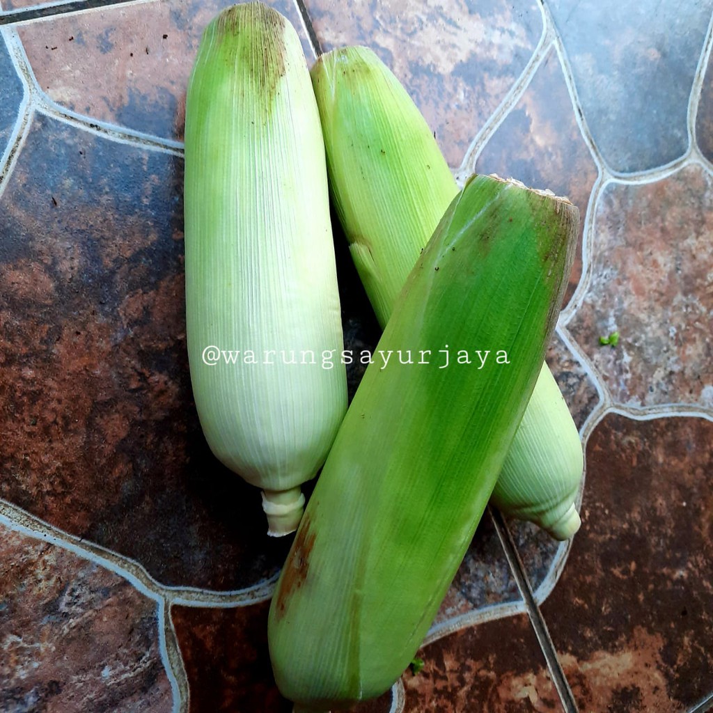 

Jagung Manis / buah