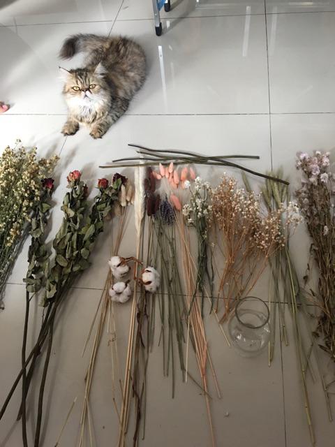 Acroclinium Rodanthe Manglesii Bunga Kering Asli 1 Ikat Import Dried Flower Preserved Flower