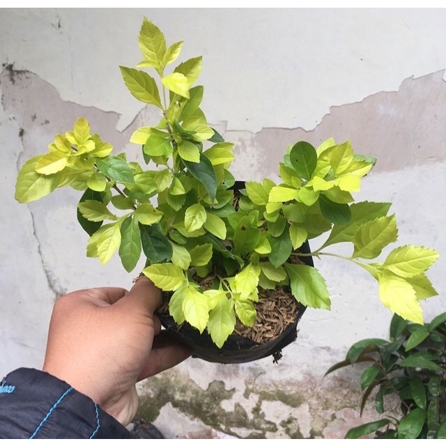 Tanaman pagar teh tehan / teh hutan / teh-tehan