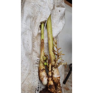BIBIT KAPULAGA INDIA GREEN CARDAMOM TANAMAN REMPAH REMPAH BIBIT KAPULAGA INDIA GREEN CARDAMOM TANAMAN REMPAH REMPAH