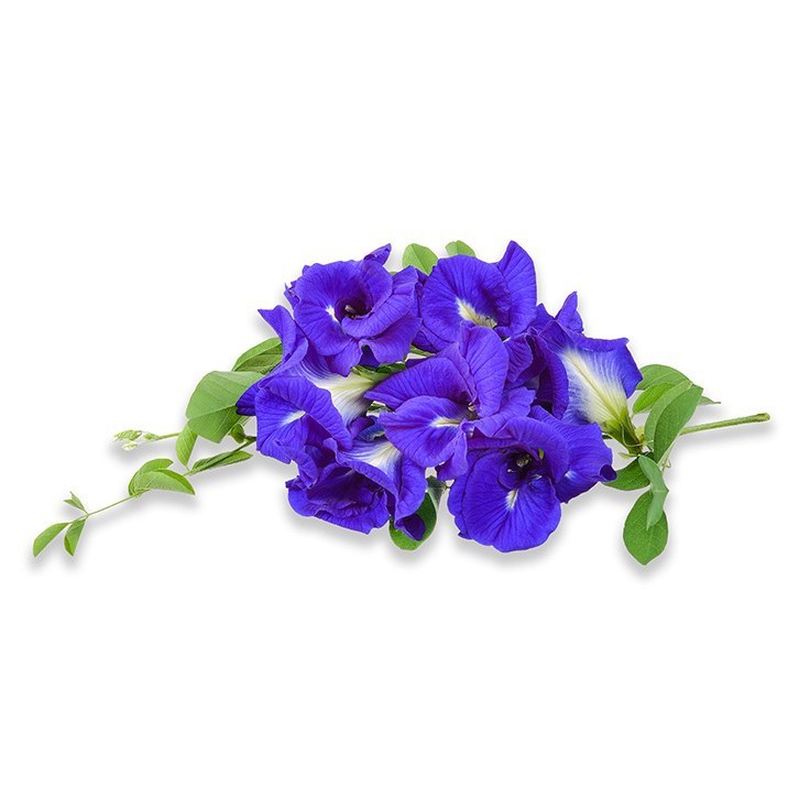 Benih Bibit Biji - Bunga Telang Biru Tumpuk / Butterfly Pea Double Layer