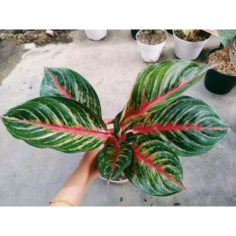 AGLONEMA RED BORJU SUBUR AKAR BAGUS DEWASA