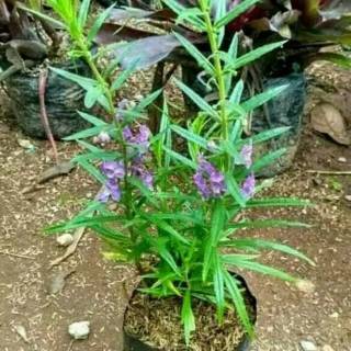 Tanaman Lavender  Bunga  ungu tanaman anti nyamuk Shopee 