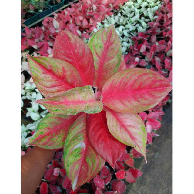 Aglaonema Red Exotic