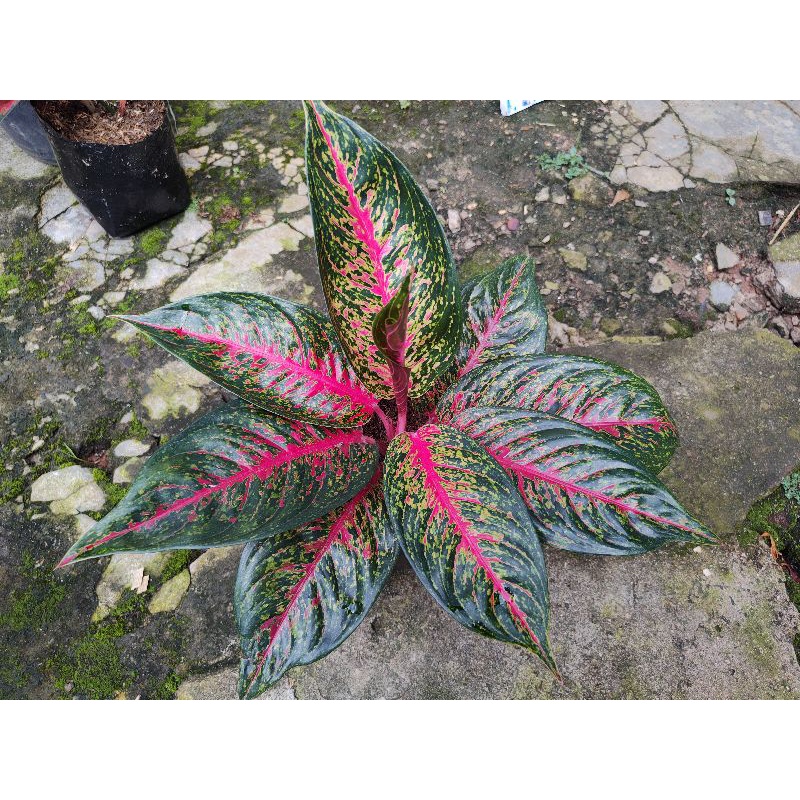 aglaonema hot lady
