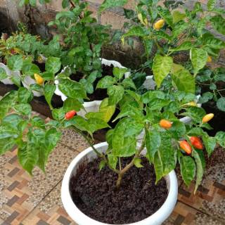 Pohon cabe tanaman  cabe hidup  berbuah tanaman  hias  cabe 